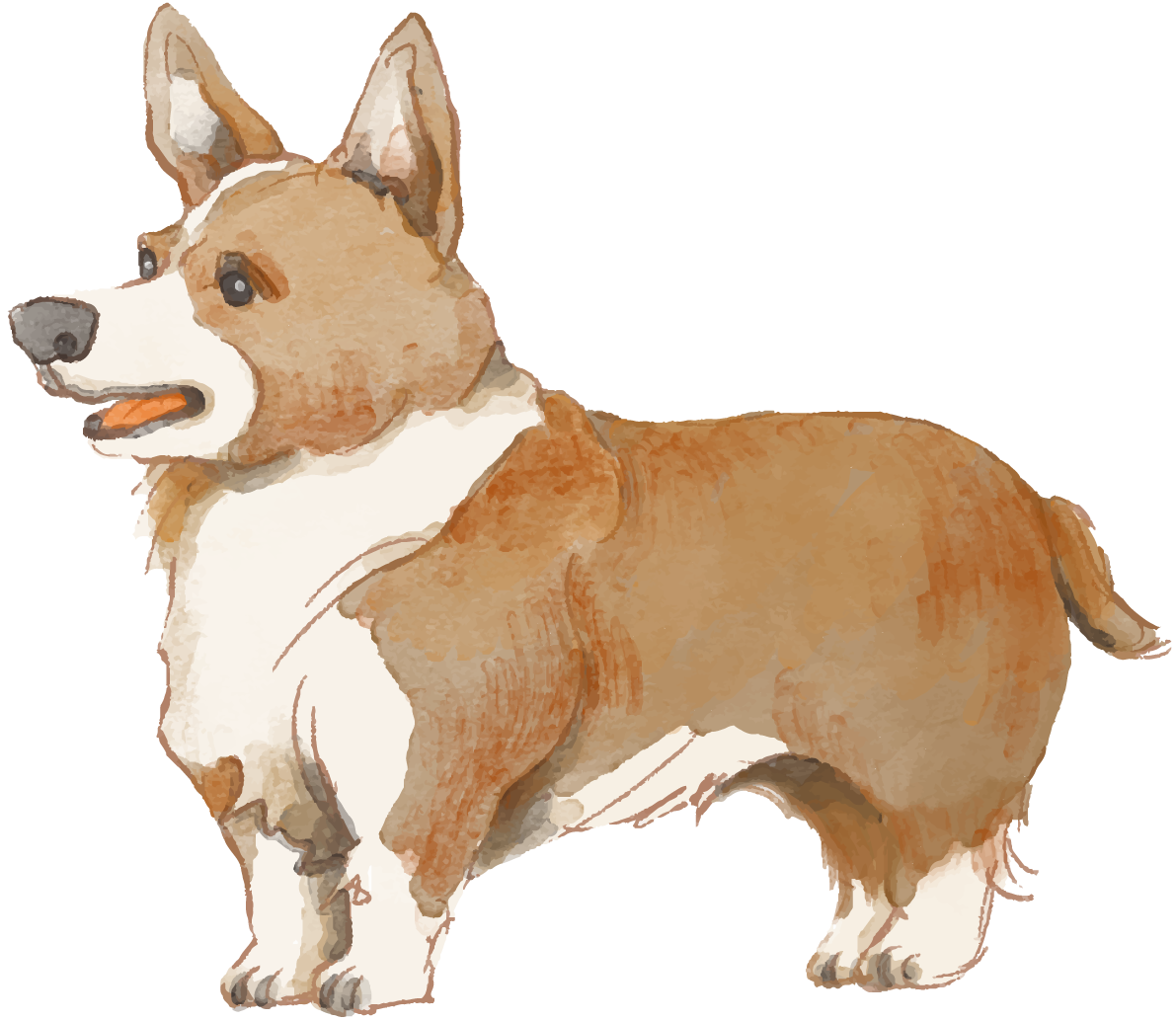 コーギー(立ち姿)犬のリアルかっこいい無料イラスト74214に写真・文字を入れる