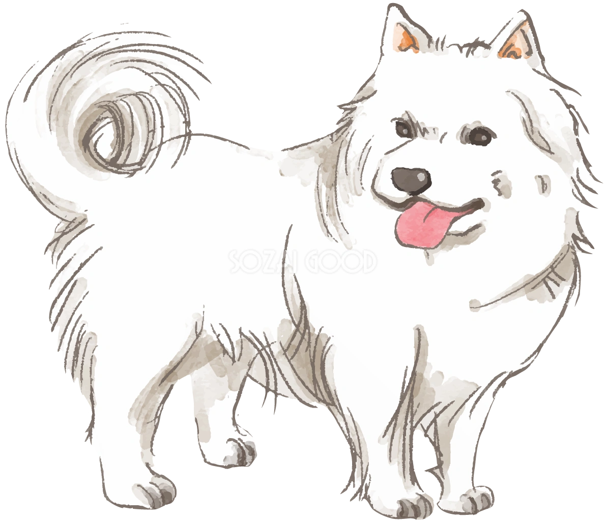 サモエド(立ち姿)犬のリアルかっこいい無料イラスト74293