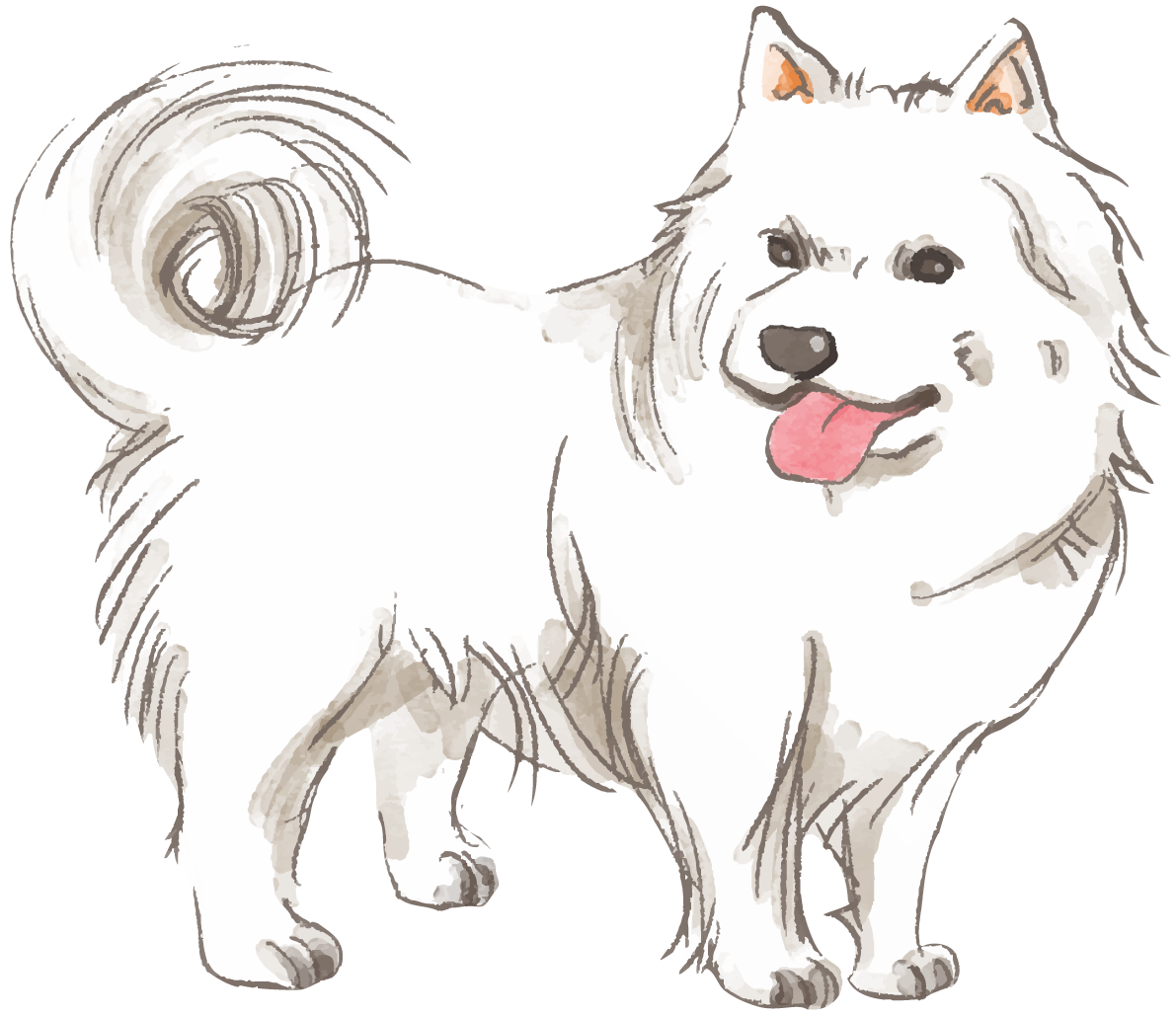 サモエド(立ち姿)犬のリアルかっこいい無料イラスト74293に写真・文字を入れる