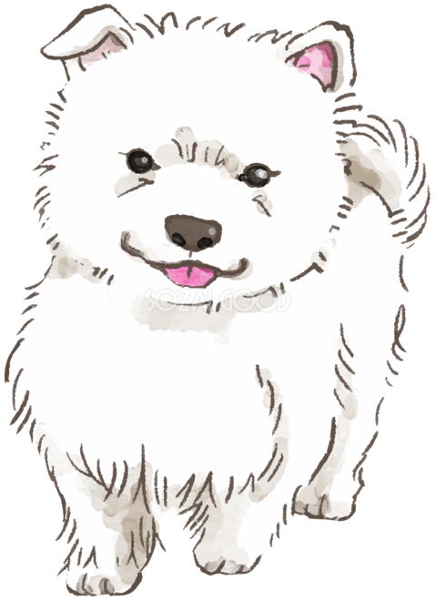 サモエド 立ち姿 子犬 犬のリアルかっこいい無料イラスト74297 素材good