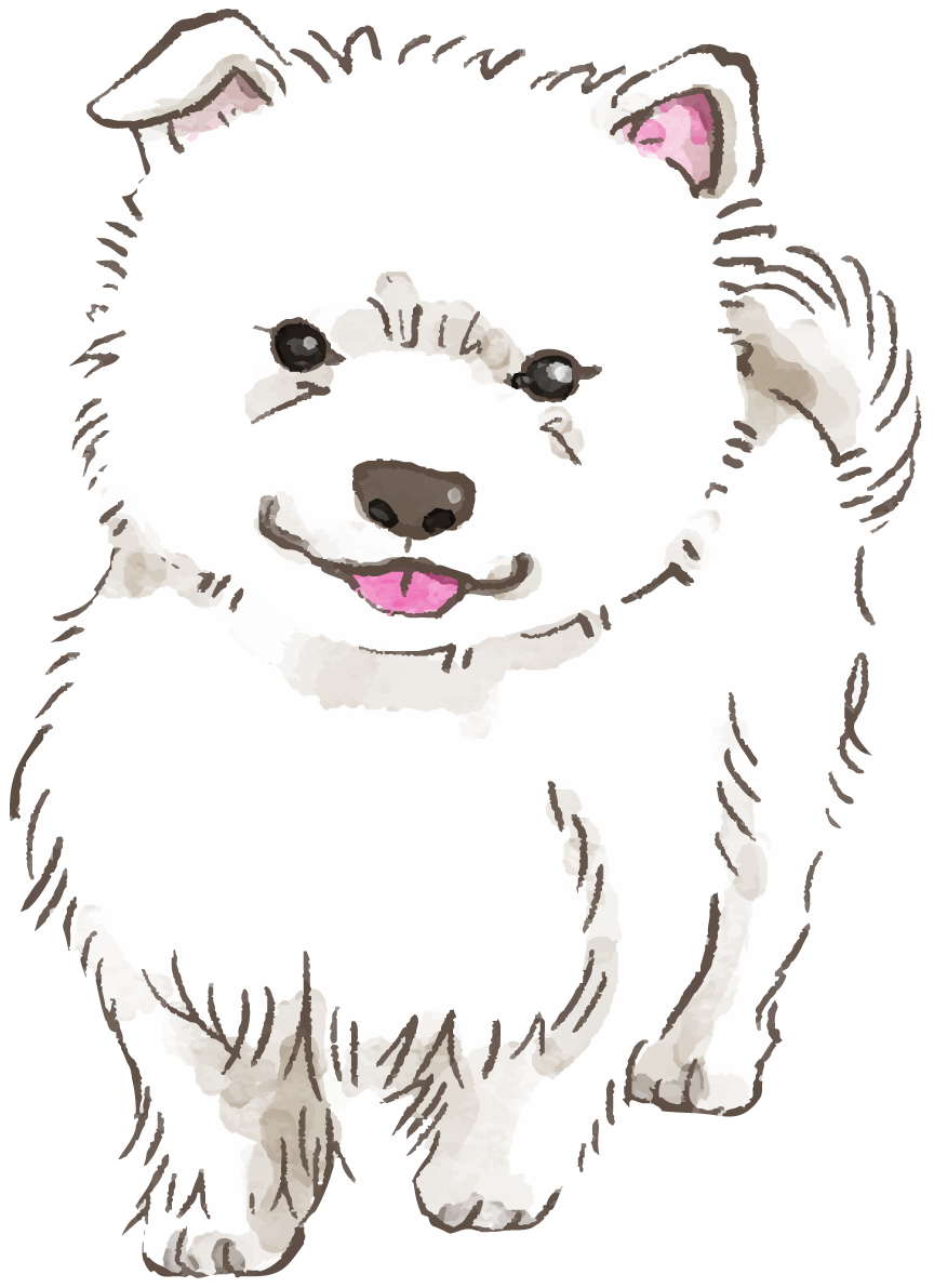 サモエド(立ち姿・子犬)犬のリアルかっこいい無料イラスト74297に写真・文字を入れる