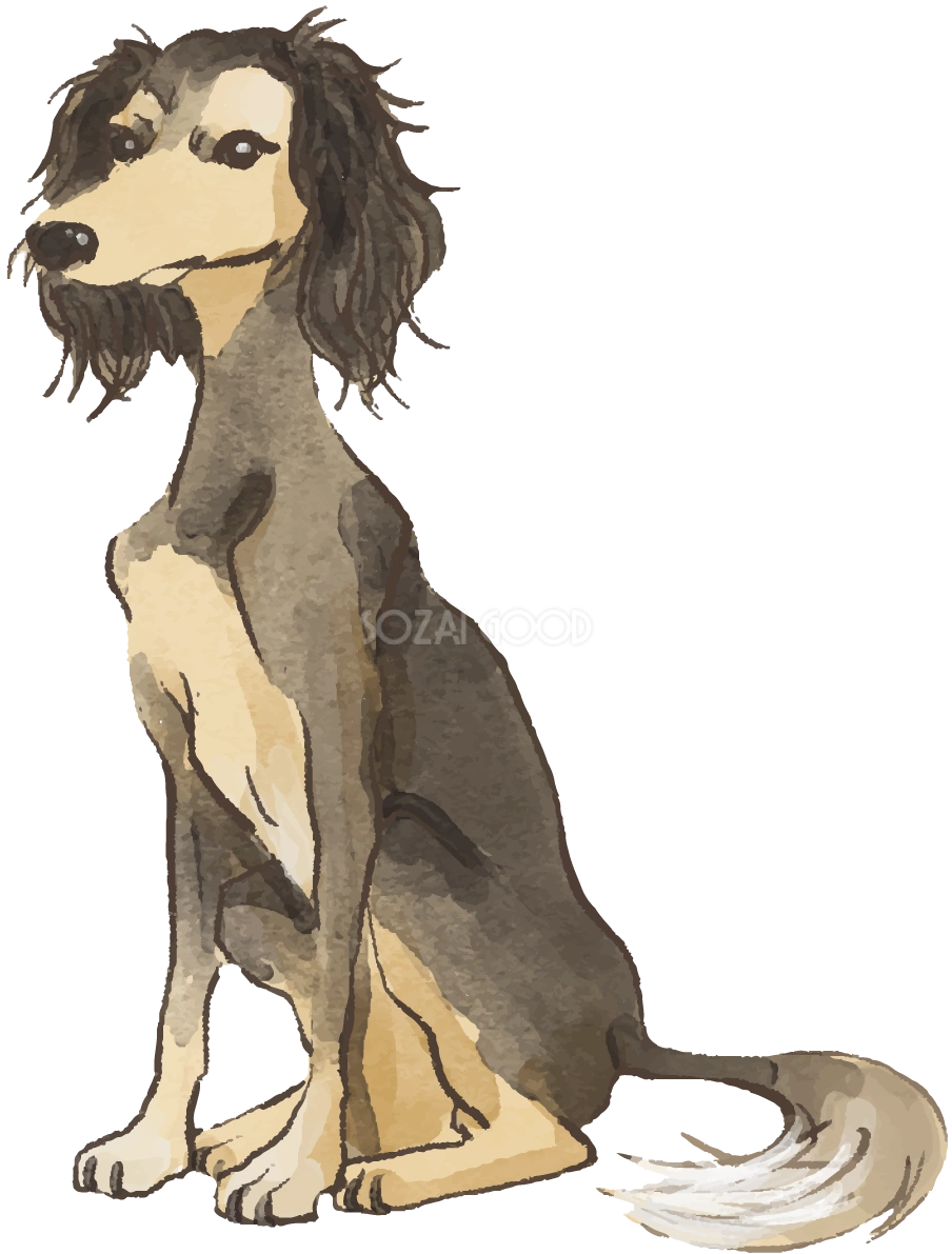 サルーキ(座り姿)犬のリアルかっこいい無料イラスト74302