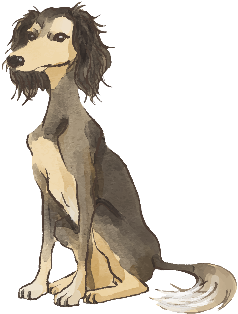 サルーキ(座り姿)犬のリアルかっこいい無料イラスト74302に写真・文字を入れる