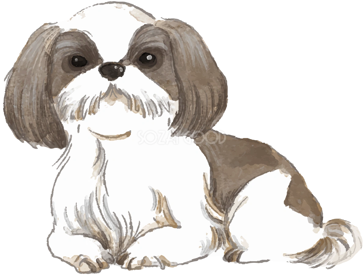 シーズー(座り姿)犬のリアルかっこいい無料イラスト74310