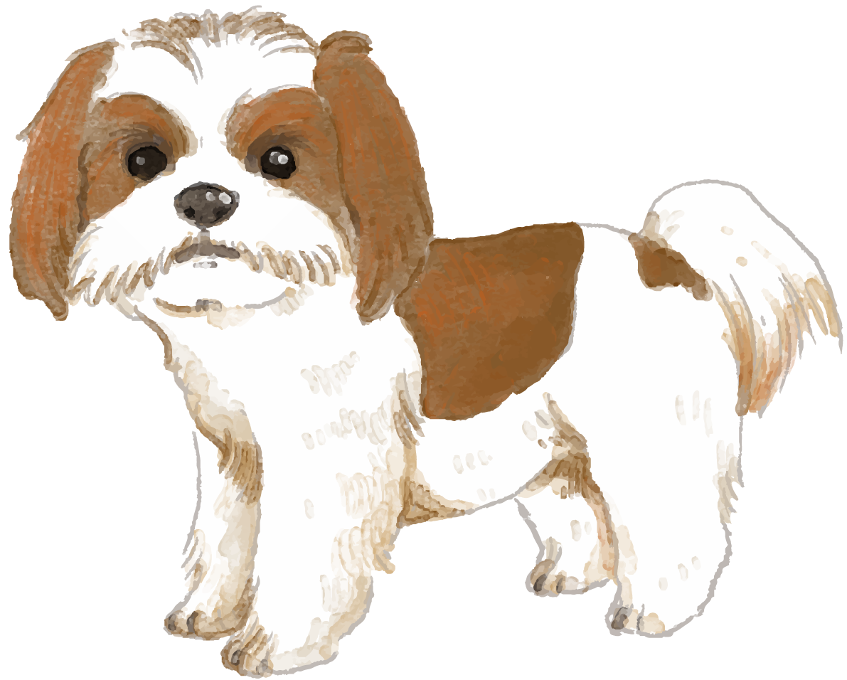 シーズー(立ち姿)犬のリアルかっこいい無料イラスト74314に写真・文字を入れる