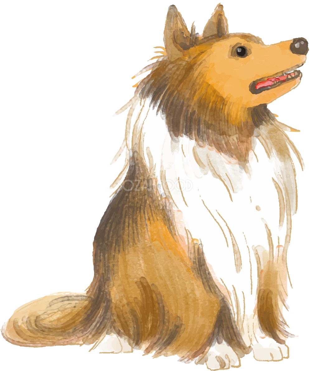 シェットランド・シープドッグ(座り姿)犬のリアルかっこいい無料イラスト74318