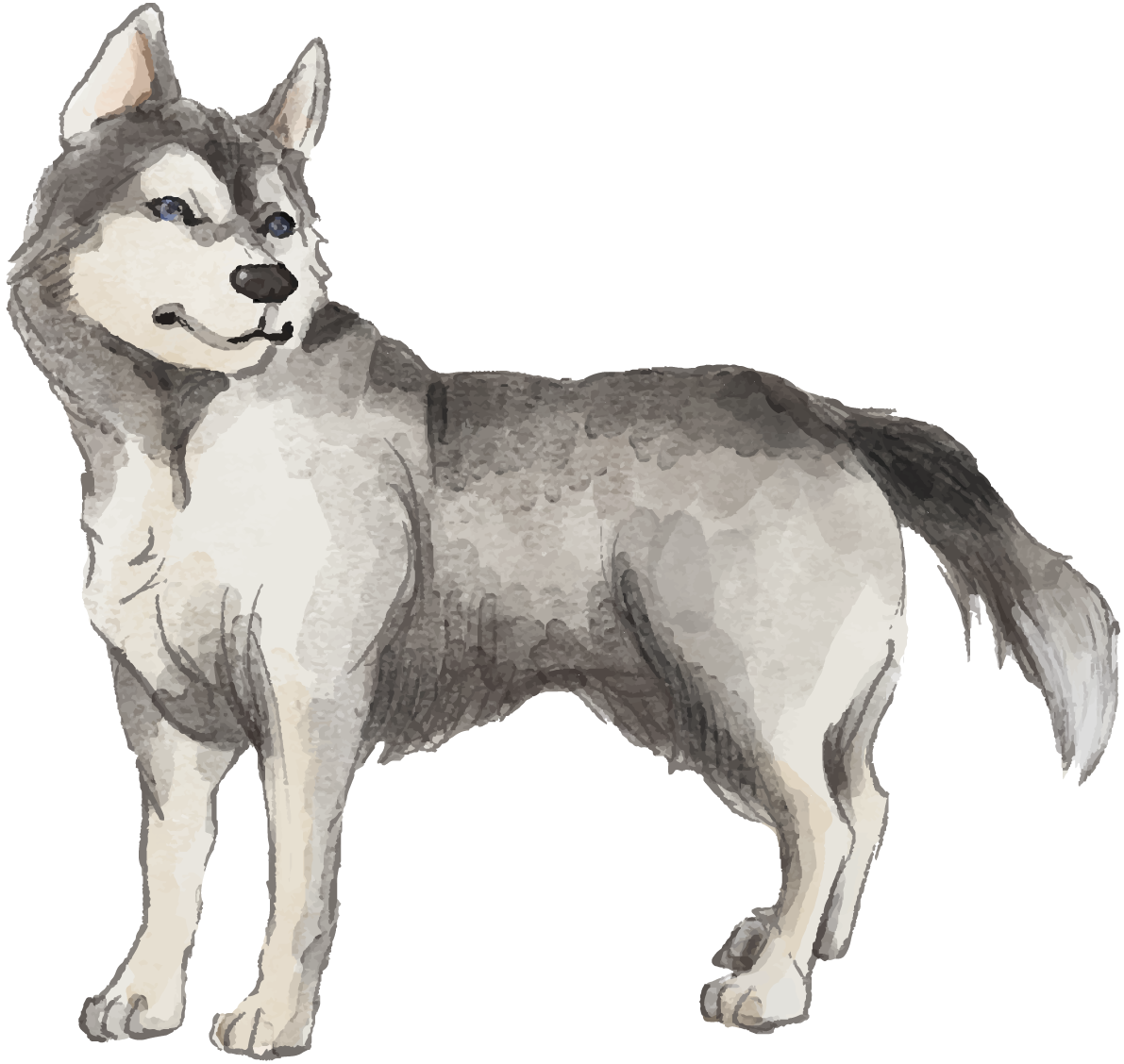 シベリアンハスキー(立ち姿)犬のリアルかっこいい無料イラスト74330に写真・文字を入れる
