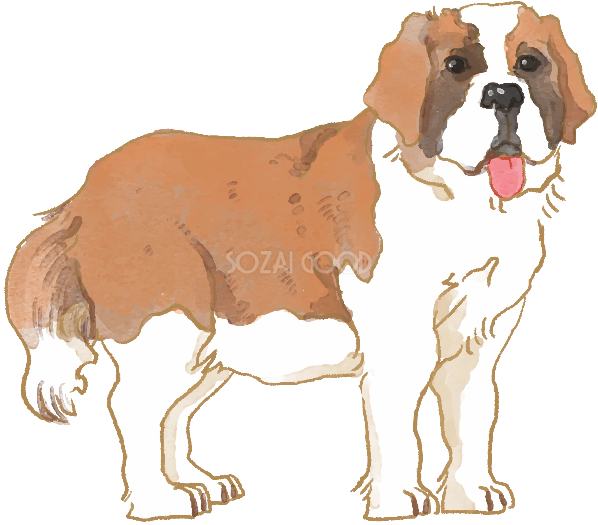 セント・バーナード(立ち姿)犬のリアルかっこいい無料イラスト74370