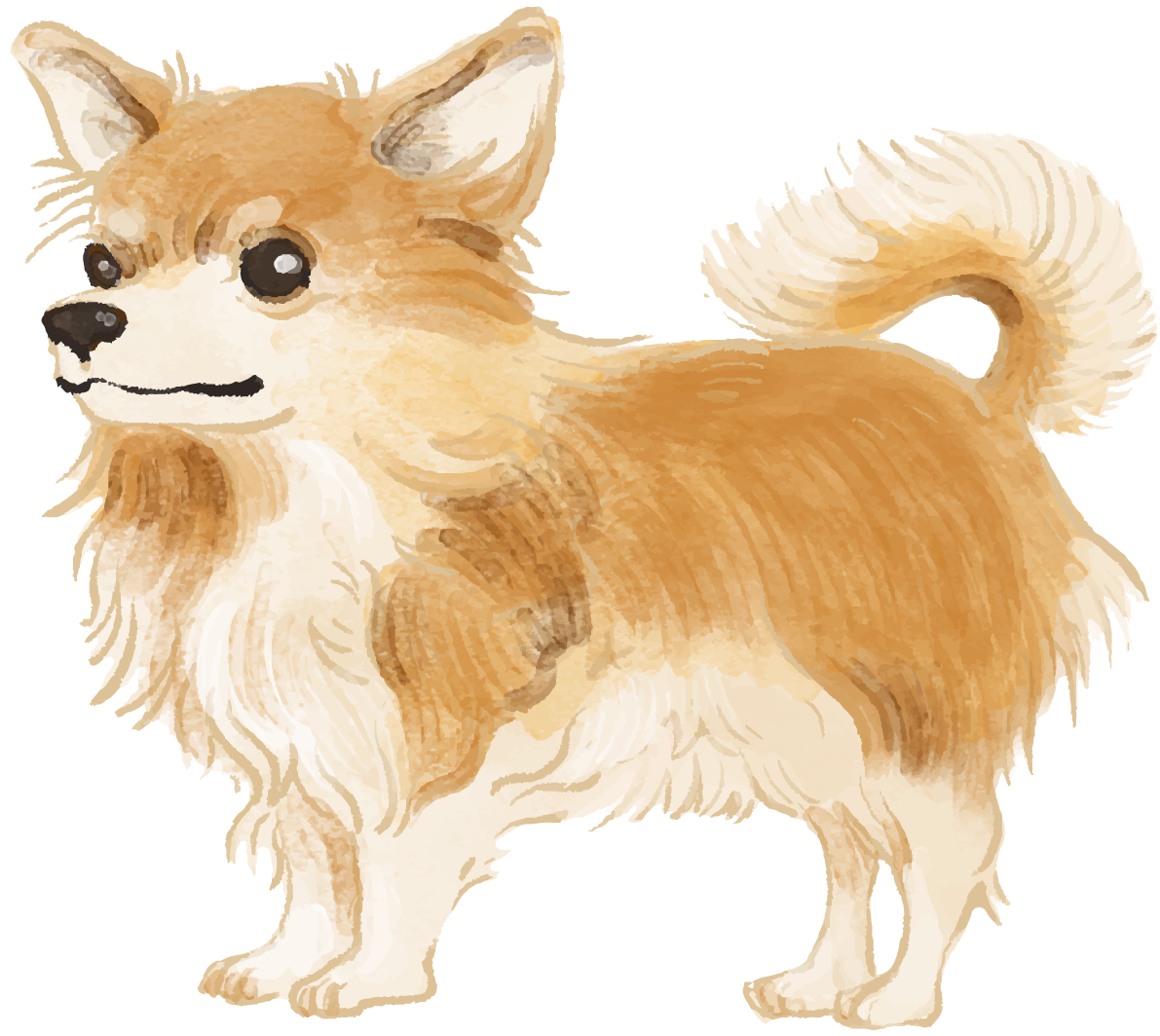 チワワ(立ち姿)犬のリアルかっこいい無料イラスト74404に写真・文字を入れる