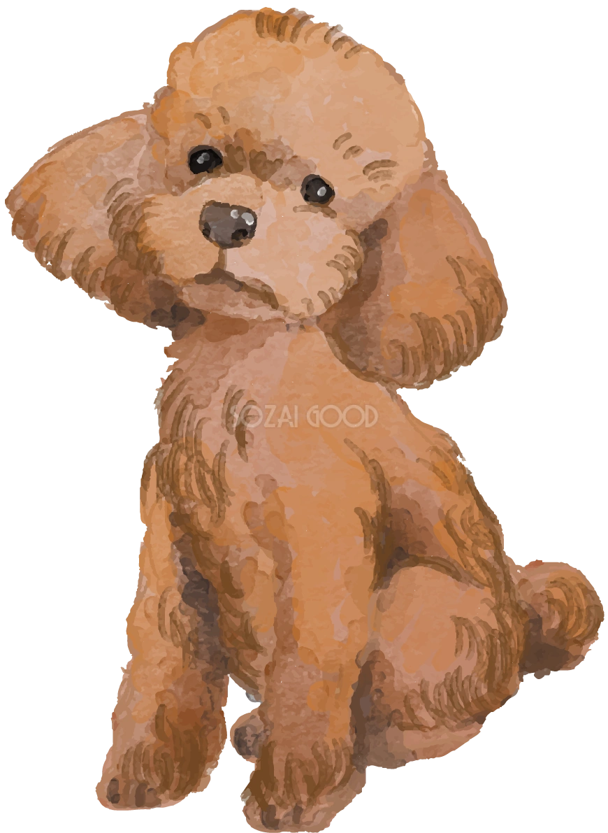 トイプードル(座り姿)犬のリアルかっこいい無料イラスト74408