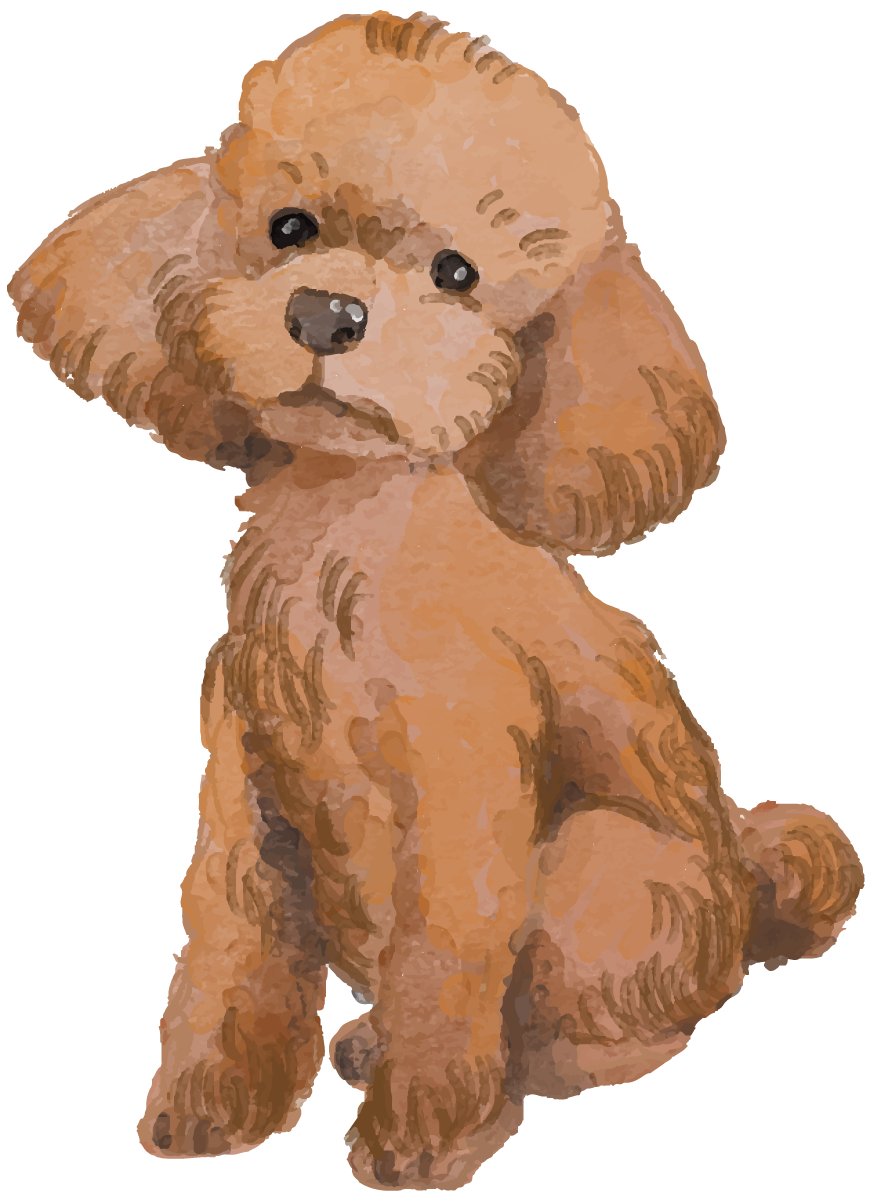 トイプードル(座り姿)犬のリアルかっこいい無料イラスト74408に写真・文字を入れる