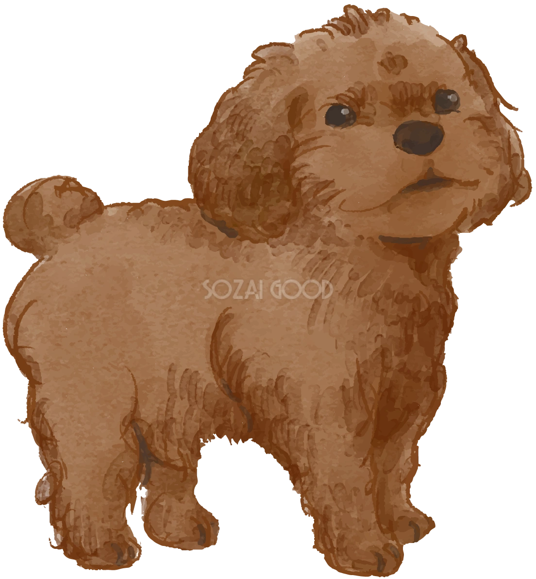 トイプードル(立ち姿・子犬)犬のリアルかっこいい無料イラスト74412