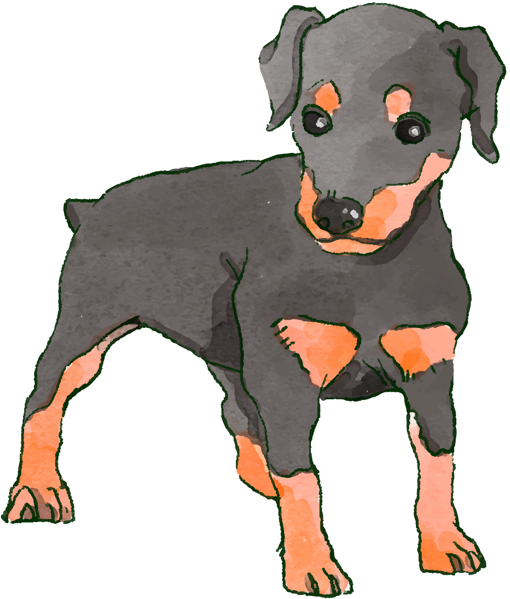 ドーベルマン(立ち姿・子犬)犬のリアルかっこいい無料イラスト74421に写真・文字を入れる