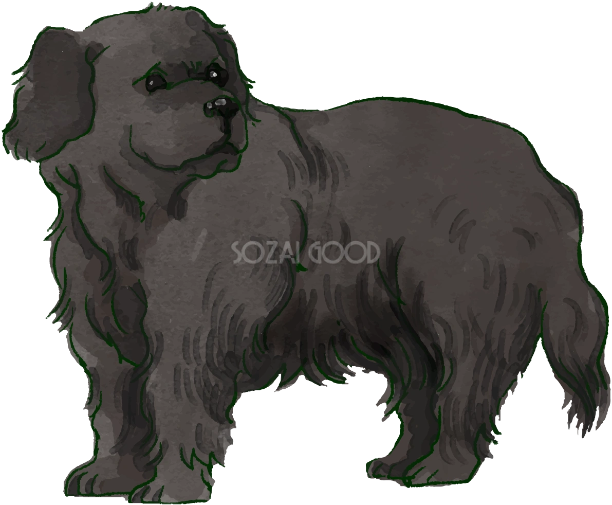 ニューファンドランド(立ち姿)犬のリアルかっこいい無料イラスト74429
