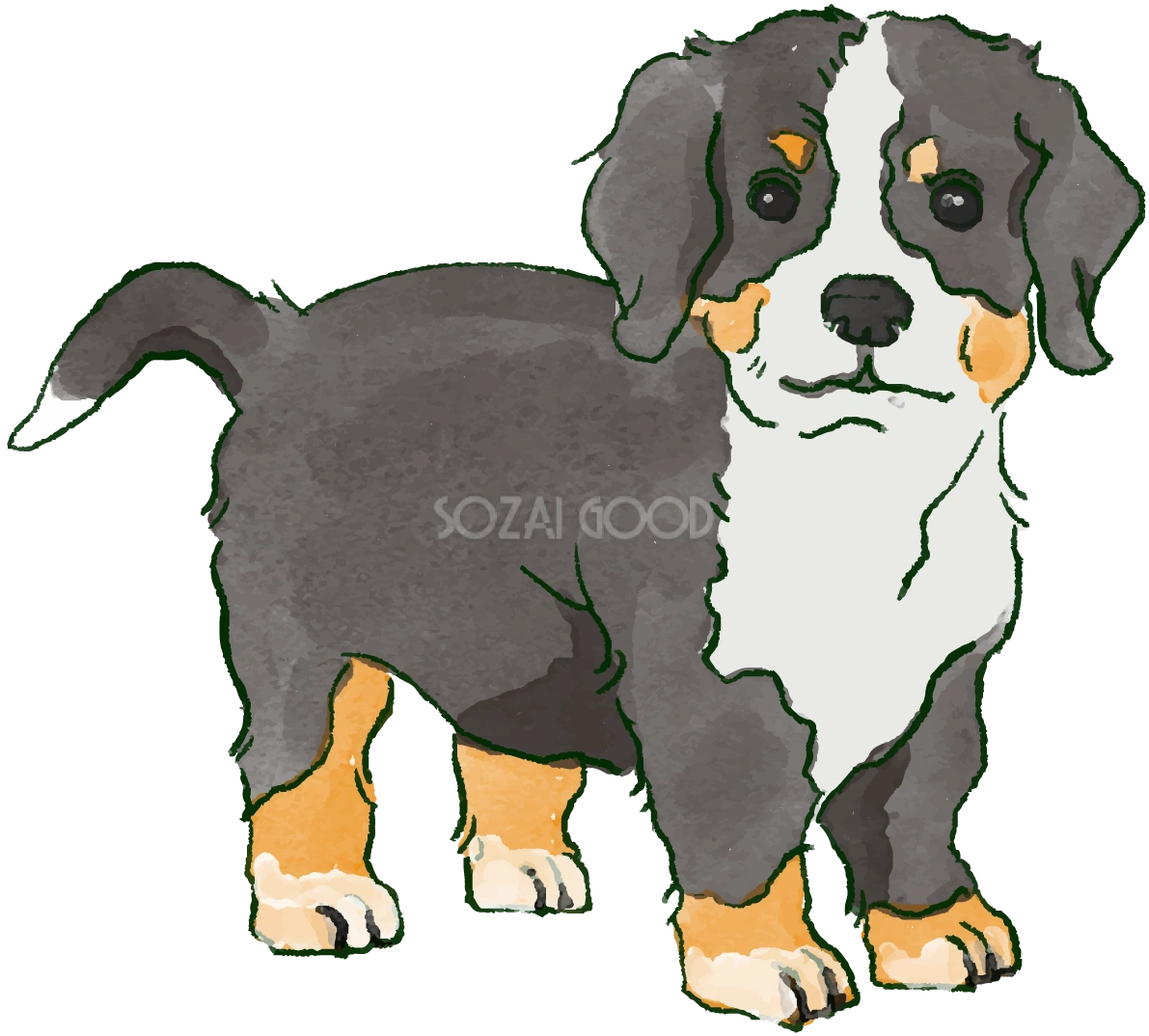 バーニーズ・マウンテン・ドッグ(立ち姿・子犬)犬のリアルかっこいい無料イラスト74445