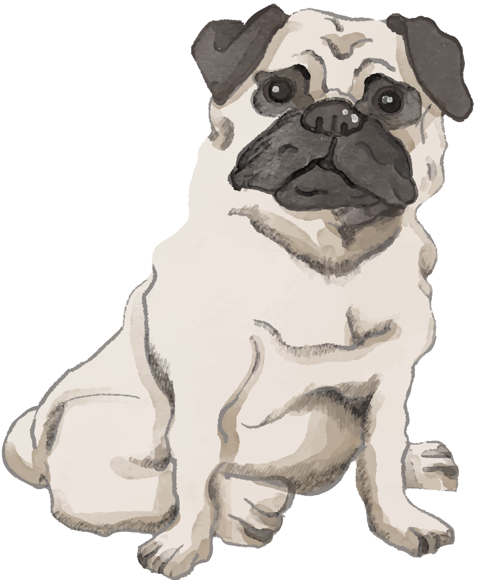 パグ(座り姿)犬のリアルかっこいい無料イラスト74449に写真・文字を入れる