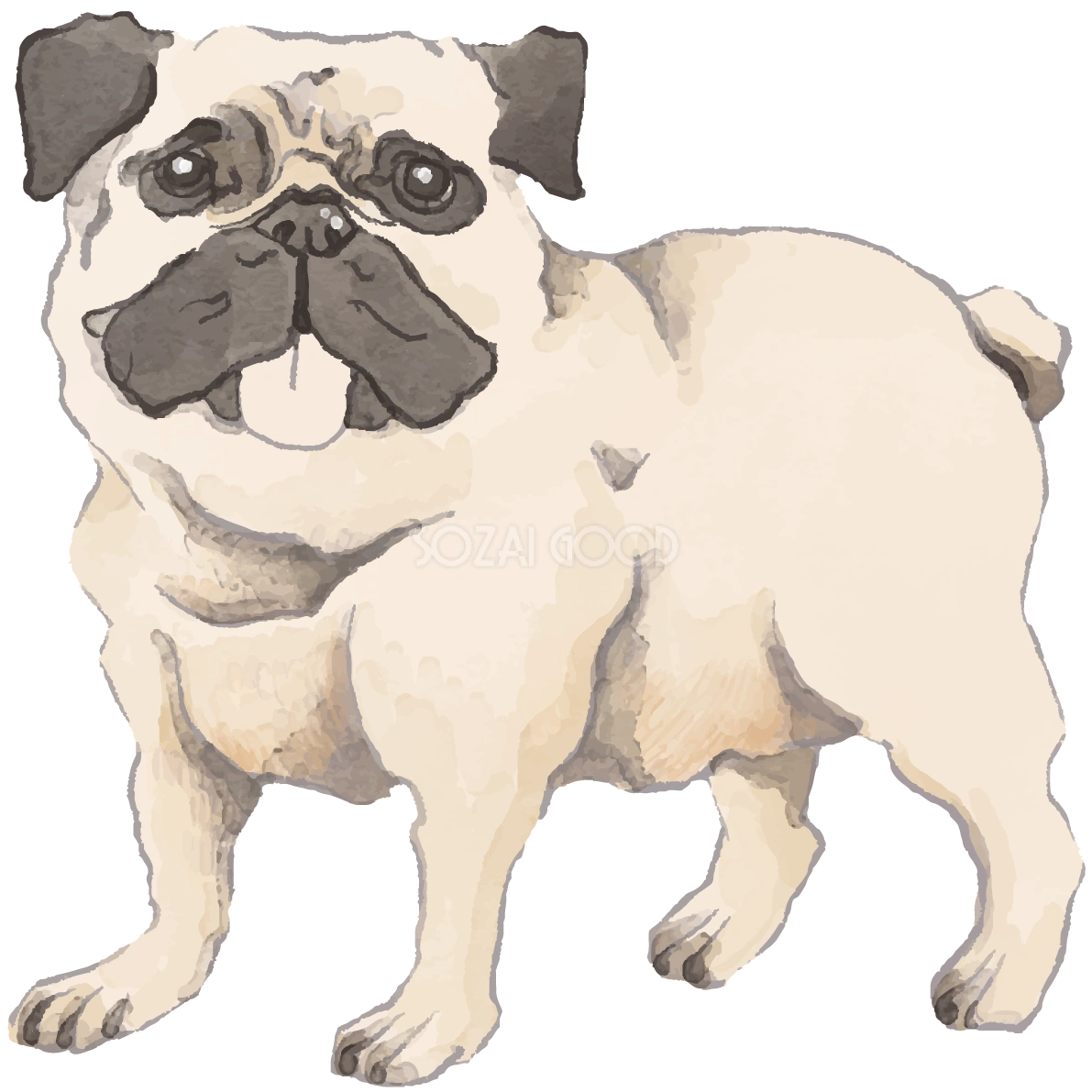 パグ(立ち姿)犬のリアルかっこいい無料イラスト74453