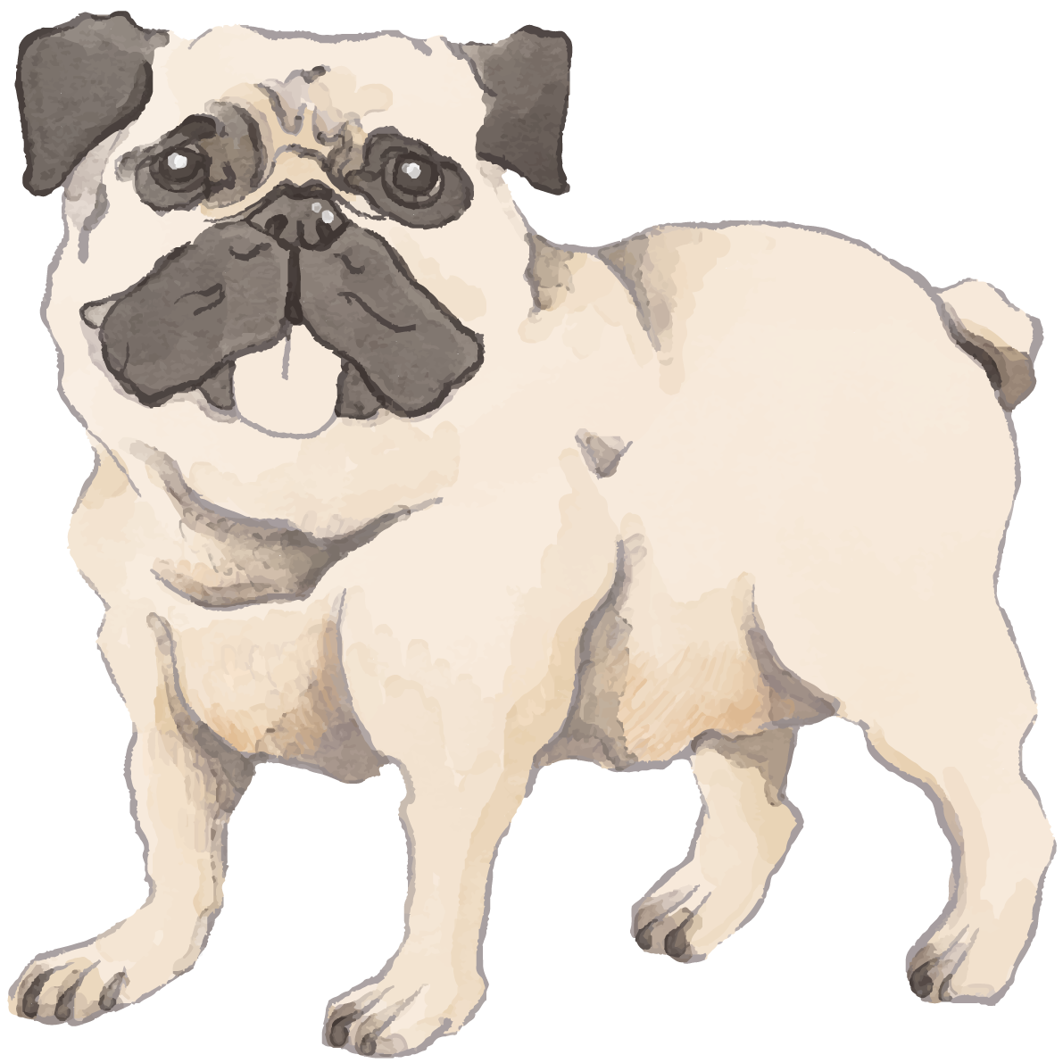 パグ(立ち姿)犬のリアルかっこいい無料イラスト74453に写真・文字を入れる