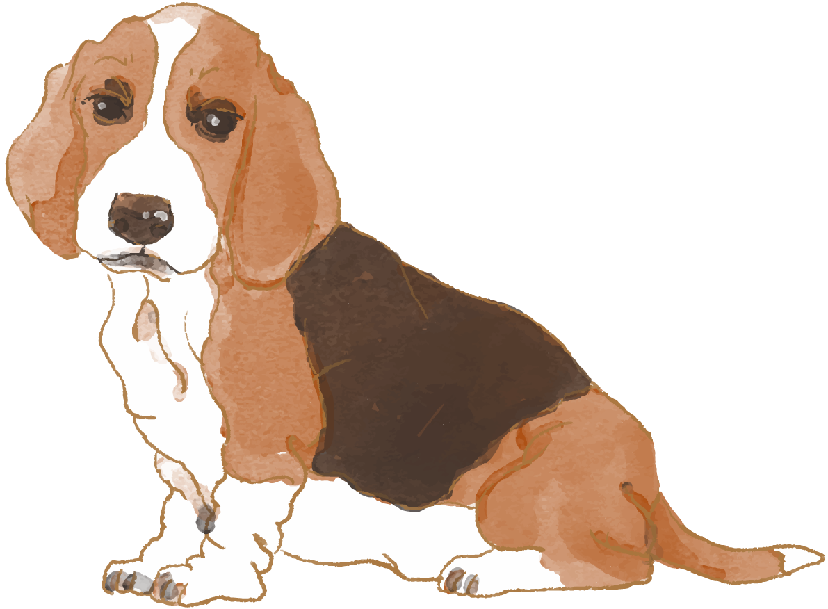 バセット・ハウンド(座り姿)犬のリアルかっこいい無料イラスト74457に写真・文字を入れる