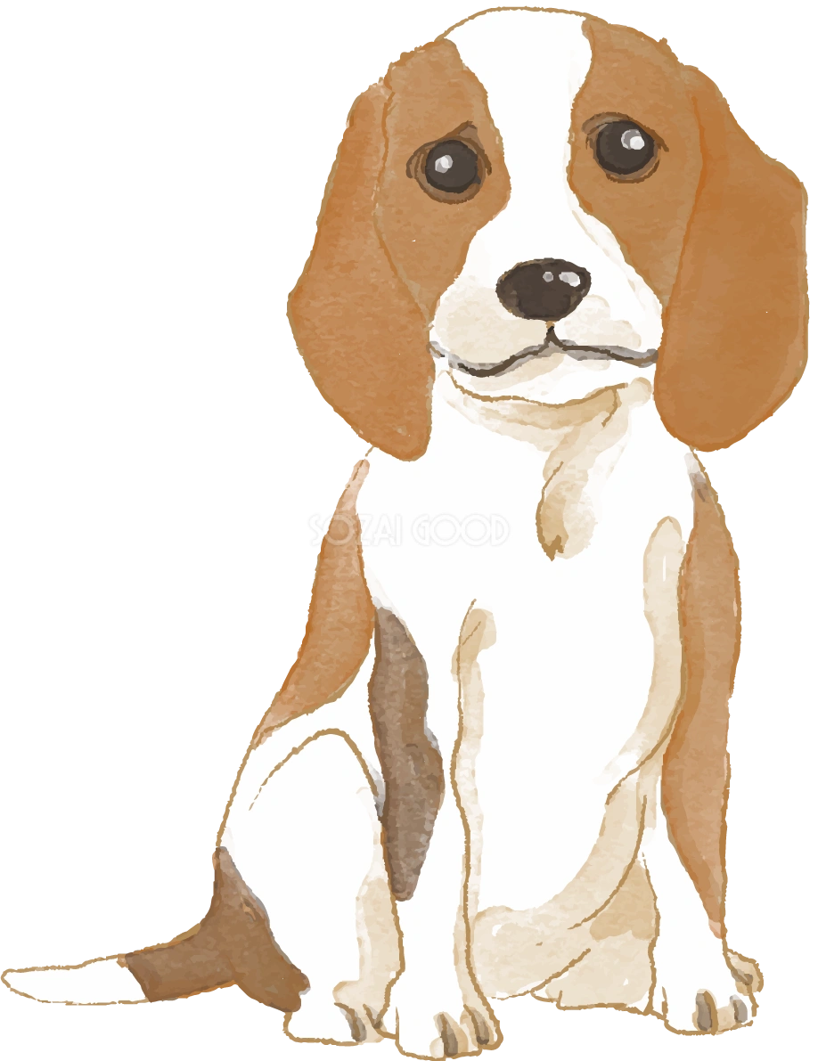 ビーグル(座り姿)犬のリアルかっこいい無料イラスト74473