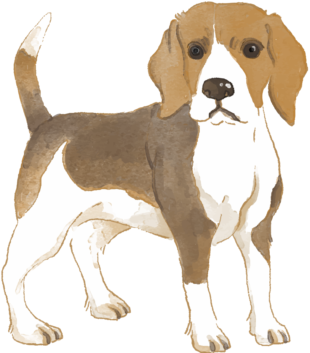 ビーグル(立ち姿)犬のリアルかっこいい無料イラスト74478に写真・文字を入れる