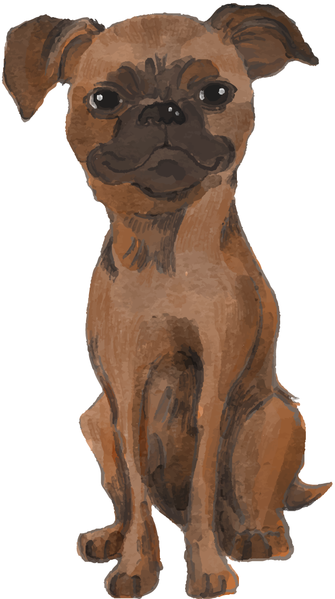 プチ・ブラバンソン(座り姿)犬のリアルかっこいい無料イラスト74498に写真・文字を入れる