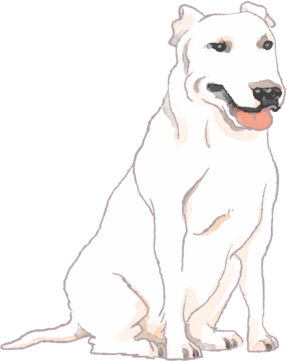 ブル・テリア(座り姿)犬のリアルかっこいい無料イラスト74514に写真・文字を入れる