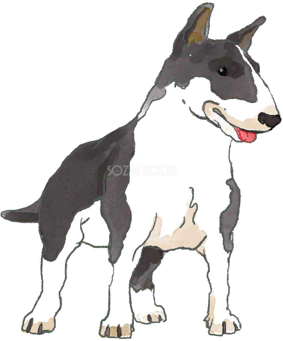 ブル・テリア(立ち姿)犬のリアルかっこいい無料イラスト74518