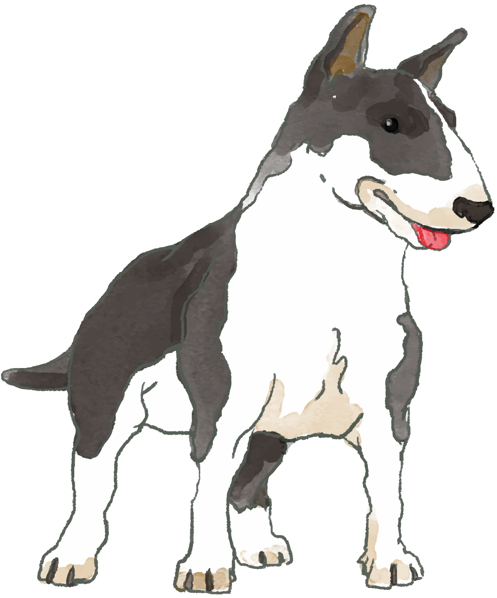 ブル・テリア(立ち姿)犬のリアルかっこいい無料イラスト74518に写真・文字を入れる