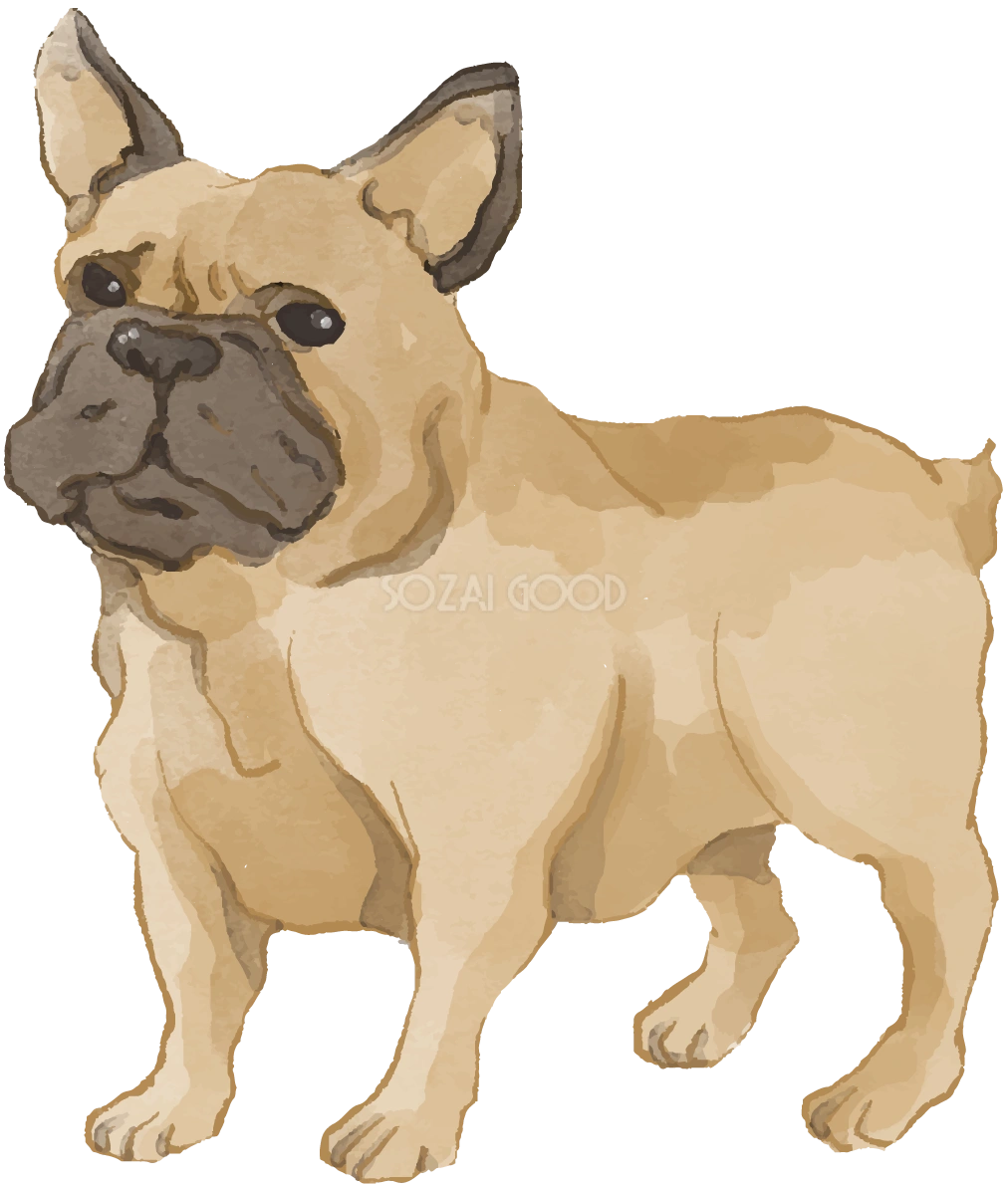 フレンチ・ブルドッグ(左を見て立っている)犬のリアルかっこいい無料イラスト74526