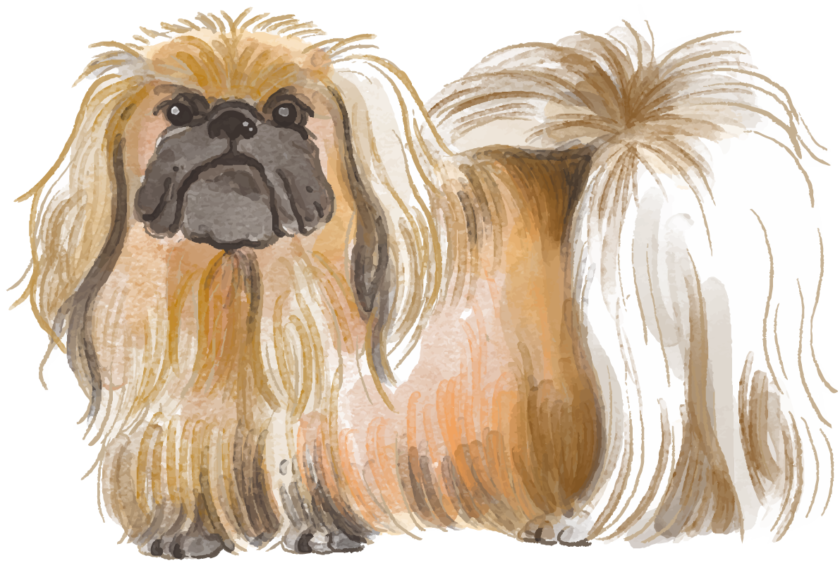 ペキニーズ(立ち姿)犬のリアルかっこいい無料イラスト74542に写真・文字を入れる