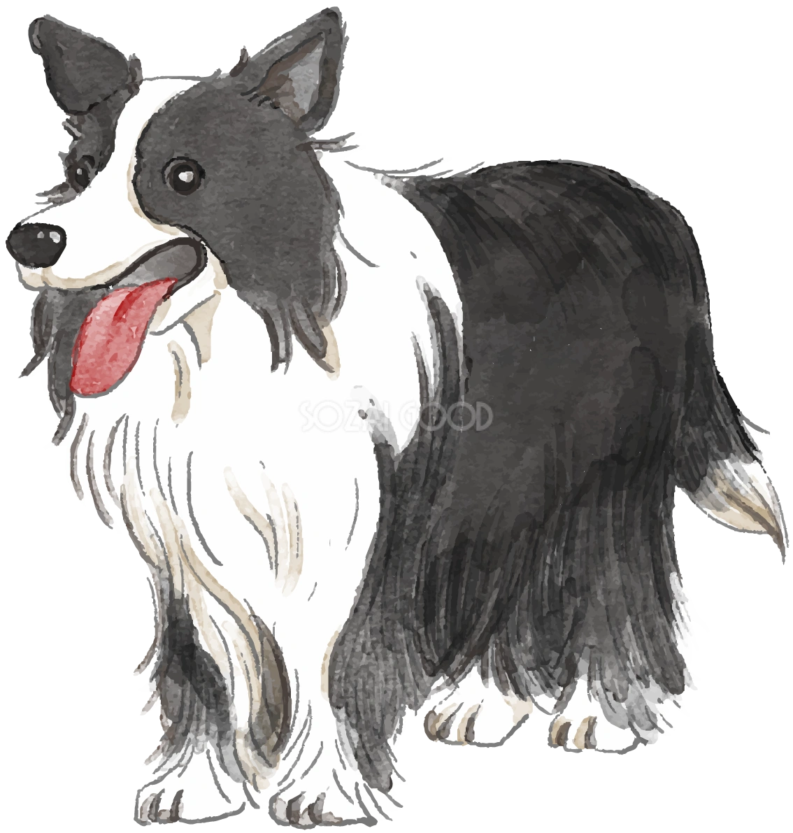 ボーダー・コリー(立ち姿)犬のリアルかっこいい無料イラスト74550
