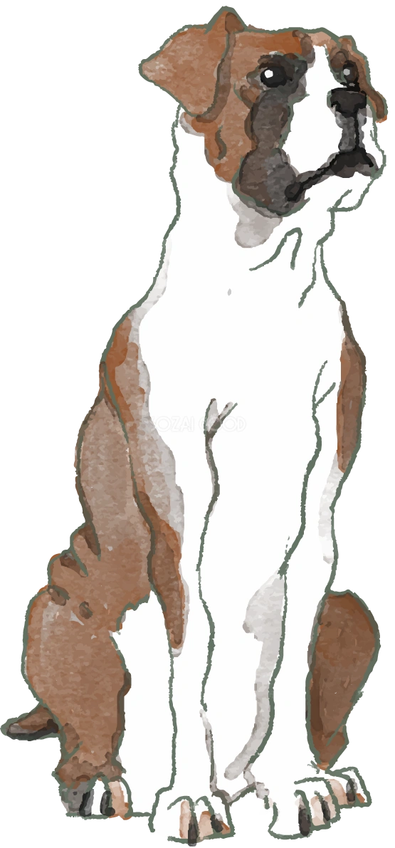 ボクサー(座り姿)犬のリアルかっこいい無料イラスト74554