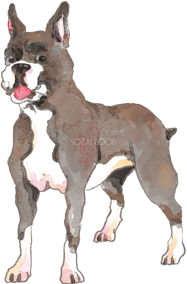 ボクサー(立ち姿)犬のリアルかっこいい無料イラスト74558