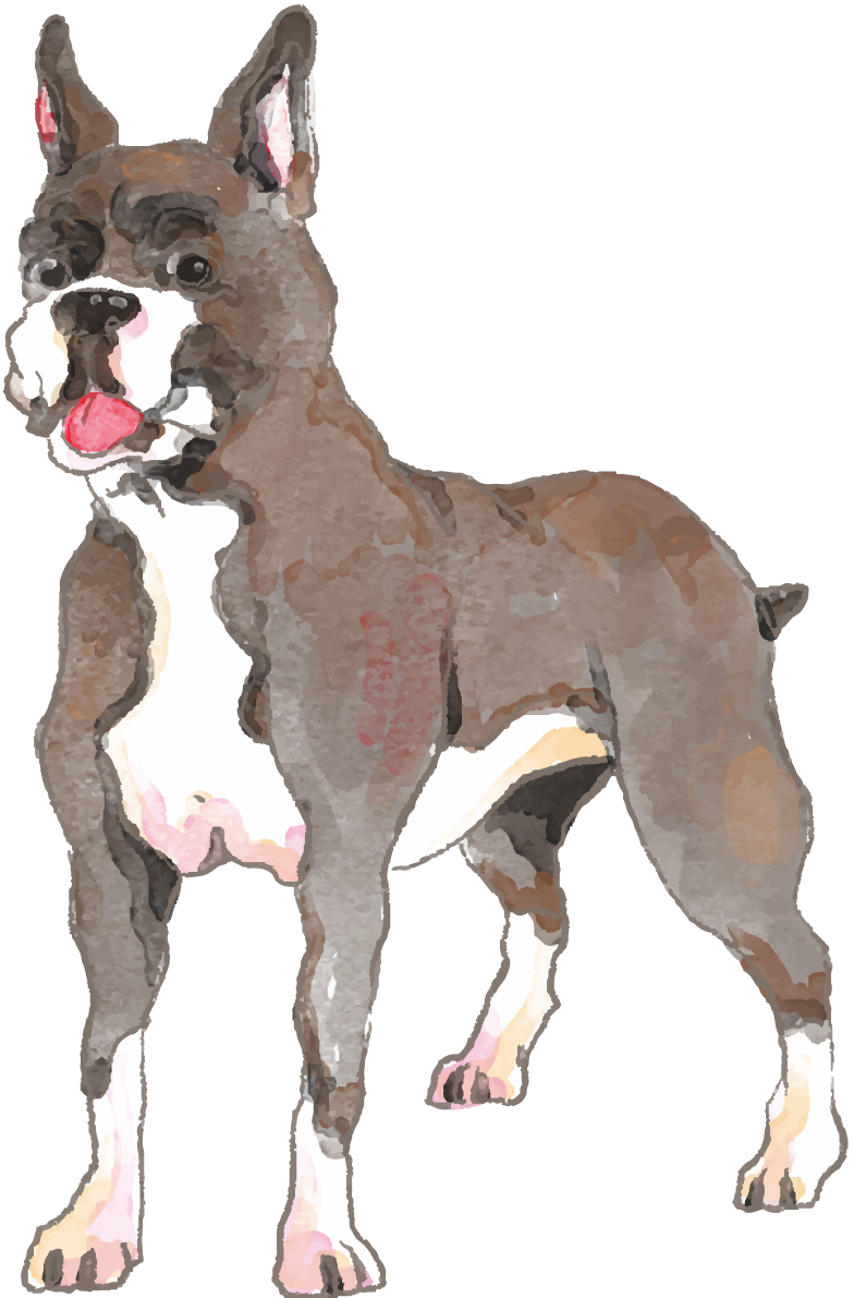 ボクサー(立ち姿)犬のリアルかっこいい無料イラスト74558に写真・文字を入れる