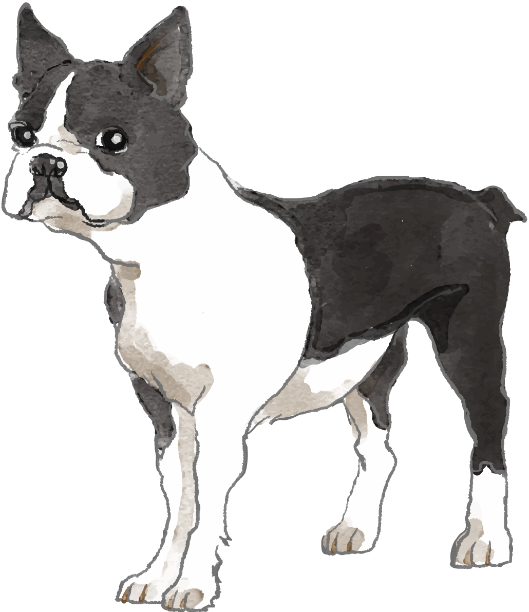 ボストン・テリア(立ち姿)犬のリアルかっこいい無料イラスト74567に写真・文字を入れる