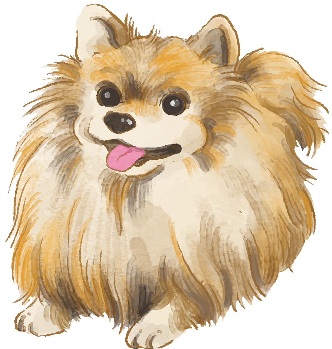 ポメラニアン(座り姿)犬のリアルかっこいい無料イラスト74571に写真・文字を入れる