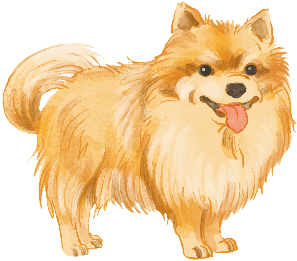 ポメラニアン(立ち姿)犬のリアルかっこいい無料イラスト74575に写真・文字を入れる