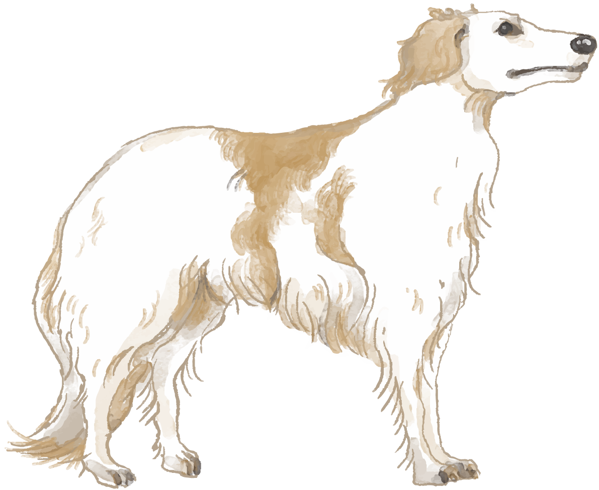ボルゾイ(立ち姿)犬のリアルかっこいい無料イラスト74583に写真・文字を入れる
