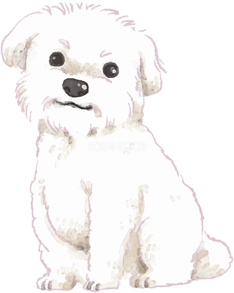 マルチーズ(座り姿)犬のリアルかっこいい無料イラスト74588