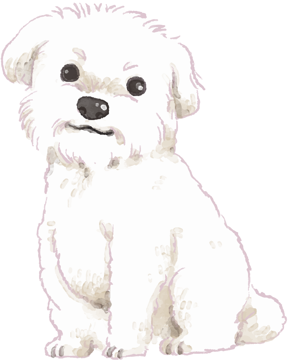 マルチーズ(座り姿)犬のリアルかっこいい無料イラスト74588に写真・文字を入れる