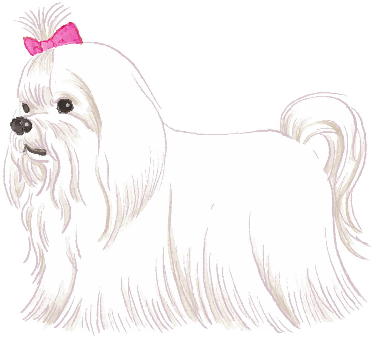 マルチーズ(立ち姿)犬のリアルかっこいい無料イラスト74592に写真・文字を入れる