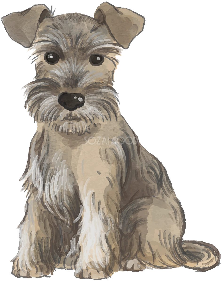 ミニチュア・シュナウザー(座り姿)犬のリアルかっこいい無料イラスト74596