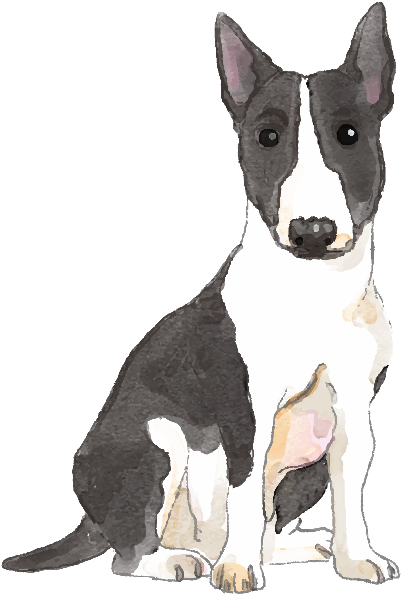 ミニチュア・ブル・テリア(座り姿)犬のリアルかっこいい無料イラスト74620に写真・文字を入れる
