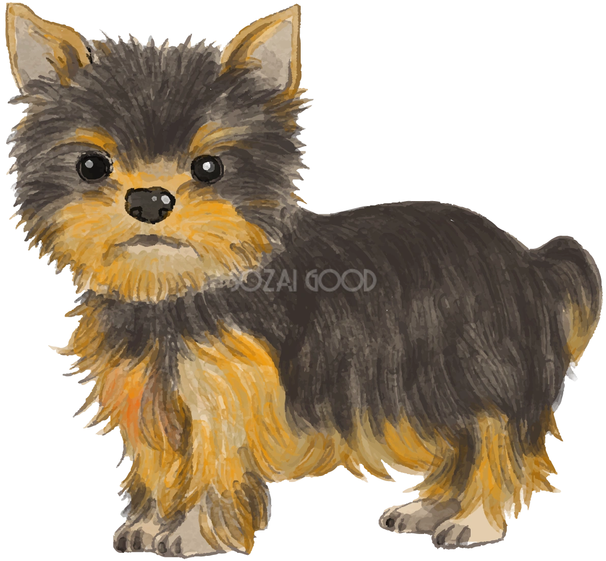 ヨークシャー・テリア(立ち姿・子犬)犬のリアルかっこいい無料イラスト74632