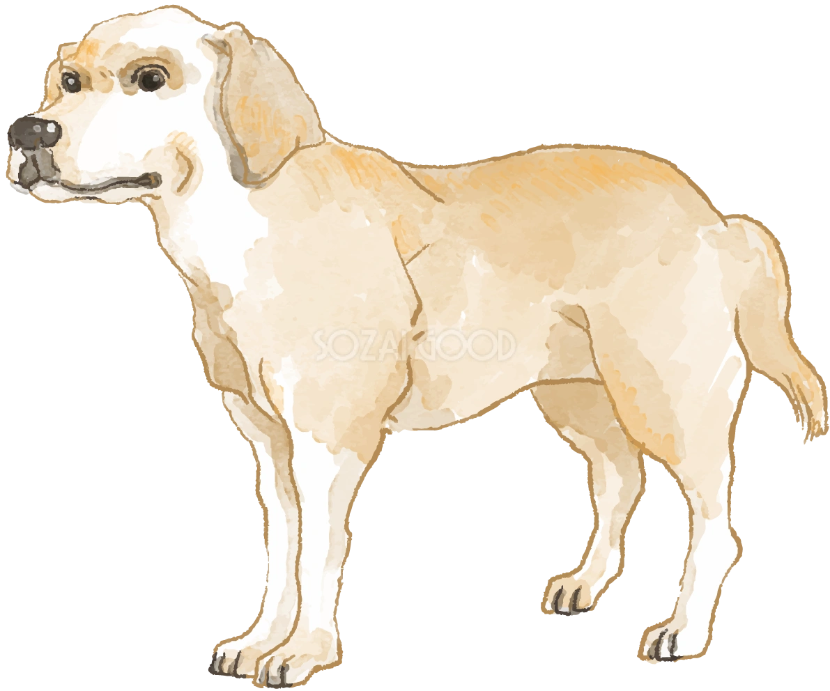 ラブラドール・レトリバー(立ち姿)犬のリアルかっこいい無料イラスト74636