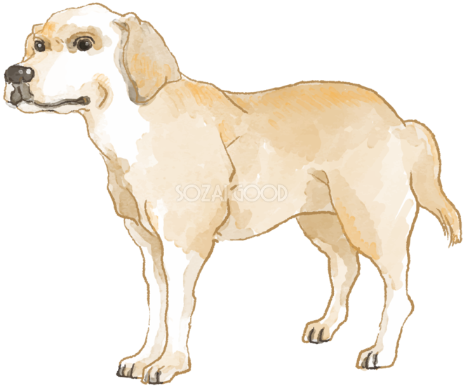 ラブラドール レトリバー 立ち姿 犬のリアルかっこいい無料イラスト