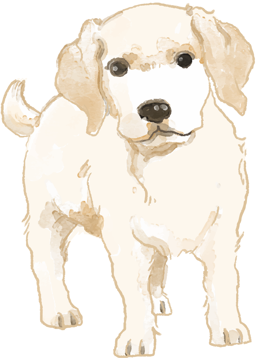 ラブラドール・レトリバー(立ち姿・子犬)犬のリアルかっこいい無料イラスト74640に写真・文字を入れる