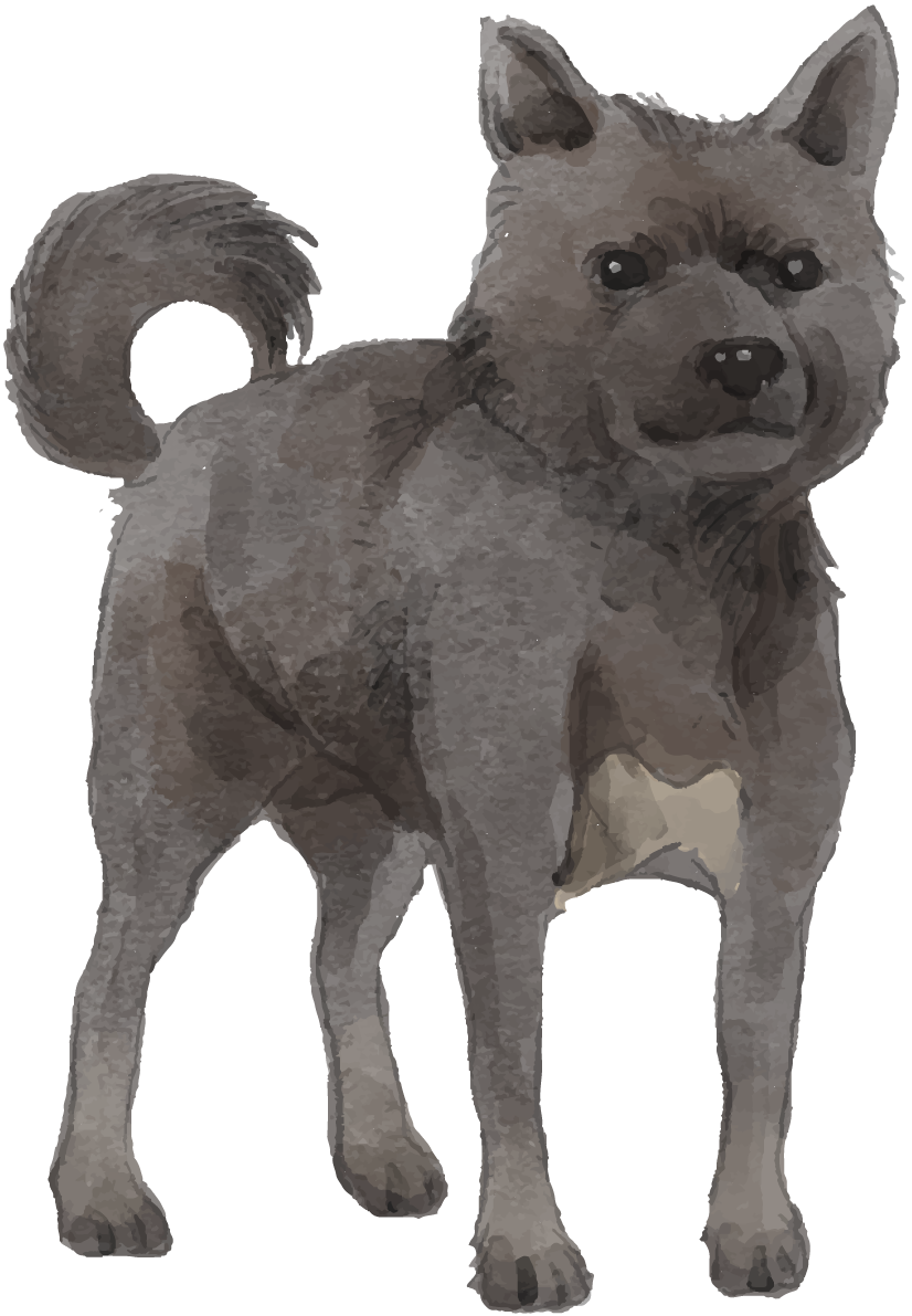 甲斐犬(立ち姿)犬のリアルかっこいい無料イラスト74672に写真・文字を入れる