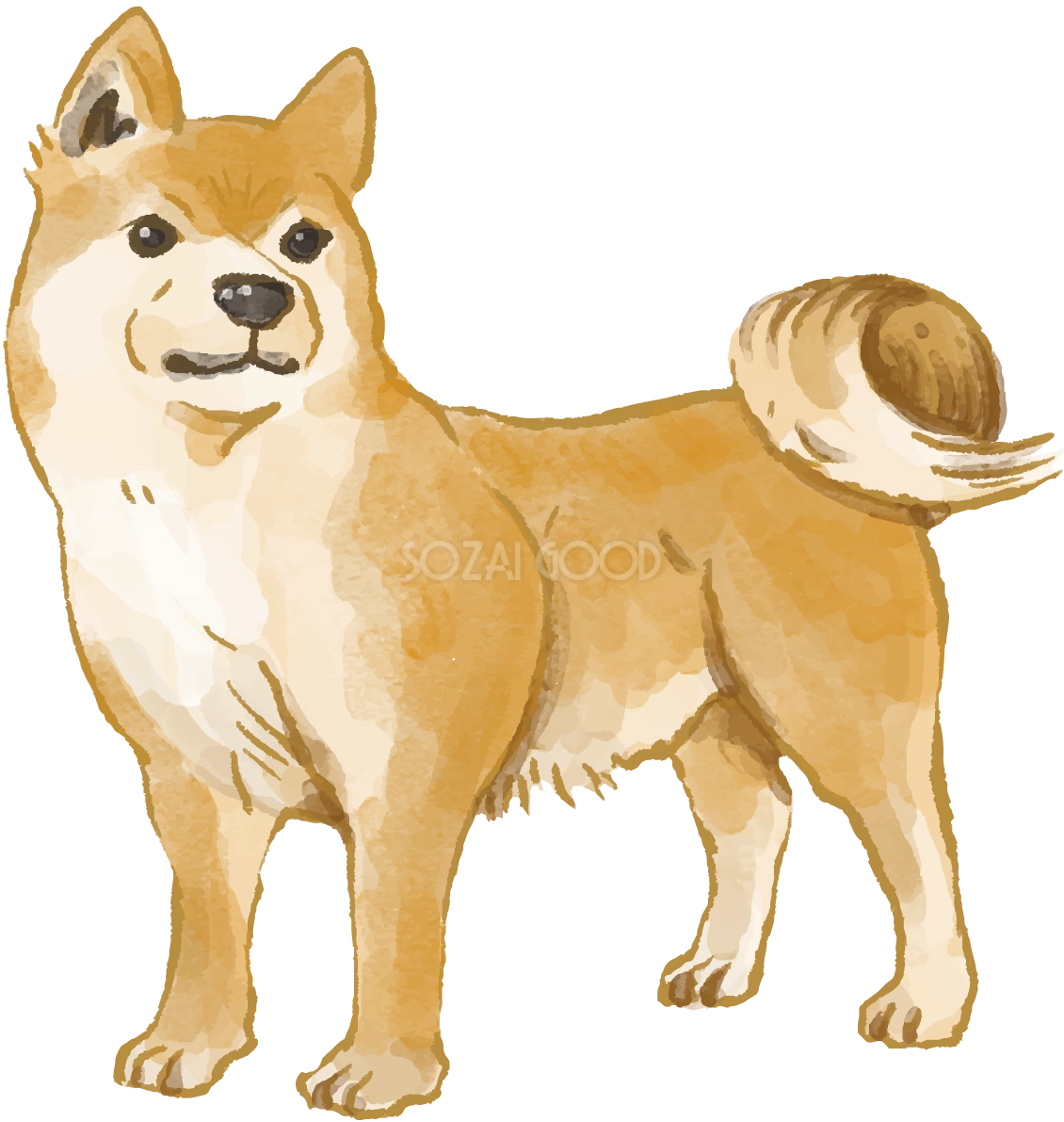 柴犬(立ち姿)犬のリアルかっこいい無料イラスト74681